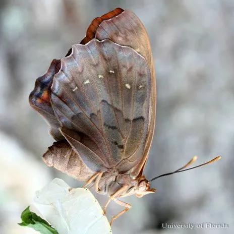 thumbnail for publication: Tawny Emperor Butterfly Asterocampa clyton (Boisduval & LeConte) (Insecta: Lepidoptera: Nymphalidae: Apaturinae)